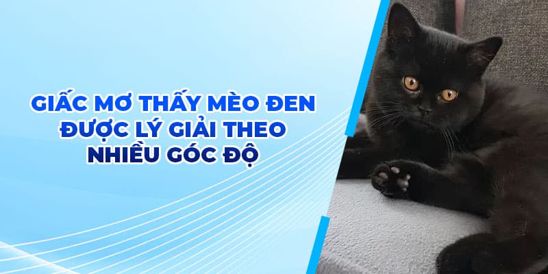 Giấc mơ thấy mèo đen được lý giải theo nhiều góc độ